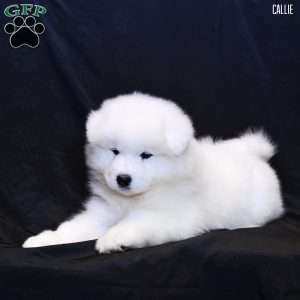 Callie, Samoyed Puppy