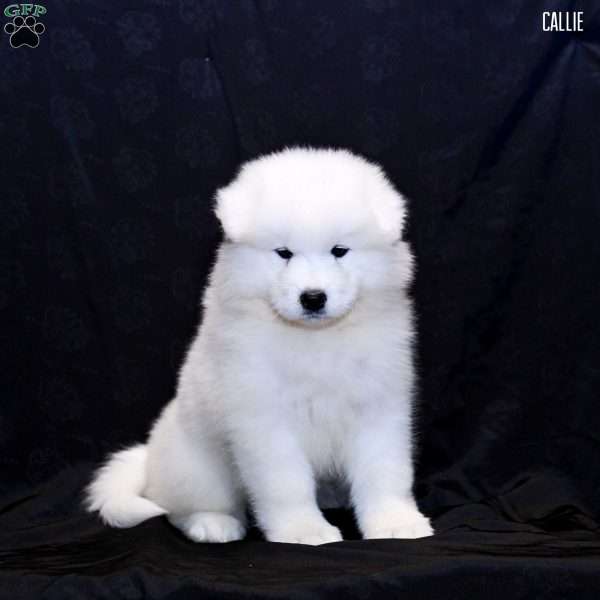 Callie, Samoyed Puppy