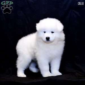 Callie, Samoyed Puppy