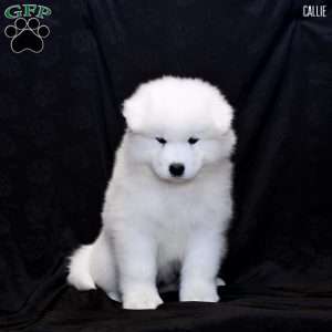 Callie, Samoyed Puppy