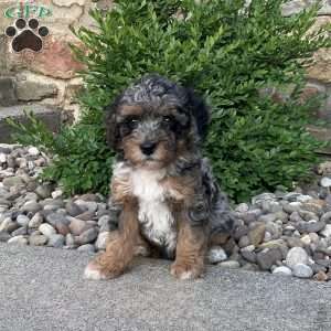 Callie, Mini Bernedoodle Puppy