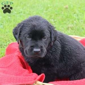 Felton, Chocolate Labrador Retriever Puppy