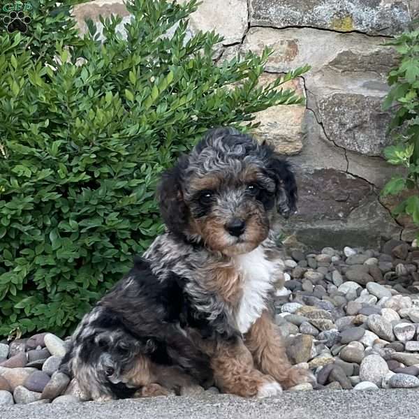Callie, Mini Bernedoodle Puppy