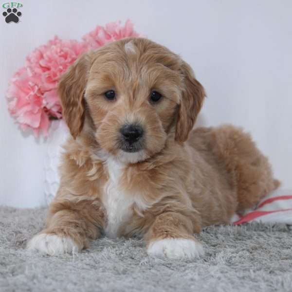 Tanesha, Mini Goldendoodle Puppy