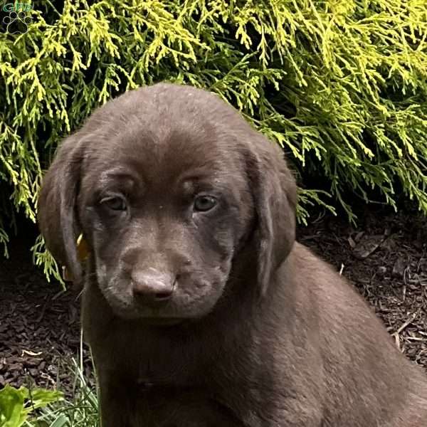Rolo, Chocolate Labrador Retriever Puppy
