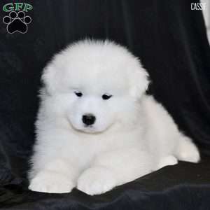 Cassie, Samoyed Puppy