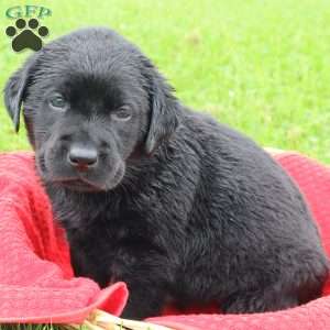 Felton, Chocolate Labrador Retriever Puppy