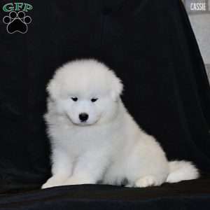 Cassie, Samoyed Puppy