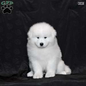 Cassie, Samoyed Puppy
