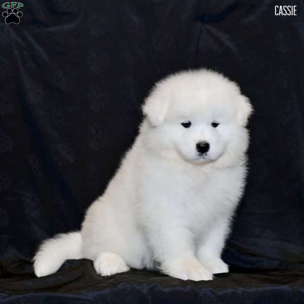 Cassie, Samoyed Puppy