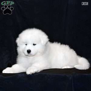Cassie, Samoyed Puppy