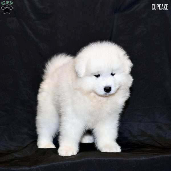 Cupcake, Samoyed Puppy