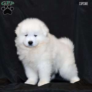 Cupcake, Samoyed Puppy