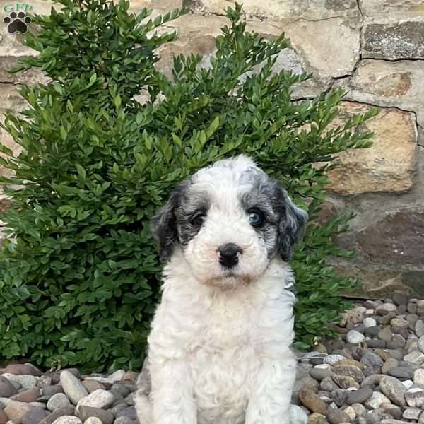 Cayden, Mini Bernedoodle Puppy