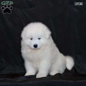 Cupcake, Samoyed Puppy