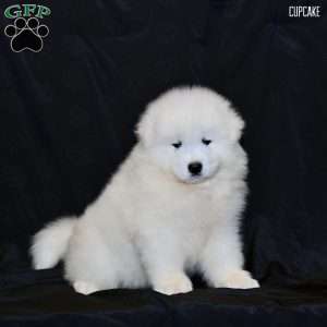 Cupcake, Samoyed Puppy