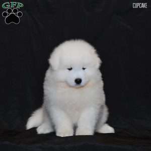 Cupcake, Samoyed Puppy