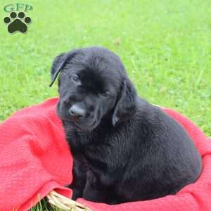 Flynn, Chocolate Labrador Retriever Puppy