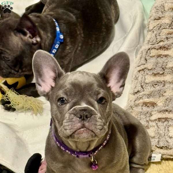 Brooke, Frenchton Puppy