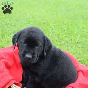Flynn, Chocolate Labrador Retriever Puppy