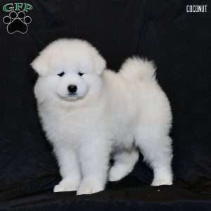 Coconut, Samoyed Puppy