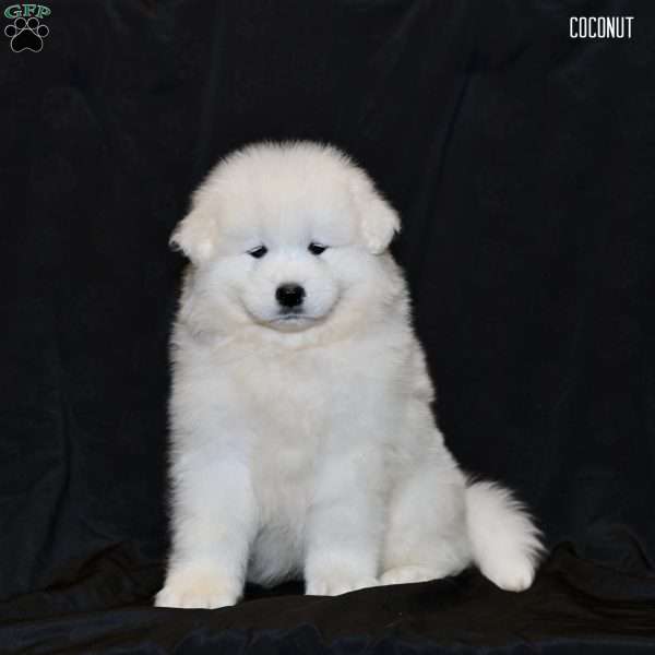 Coconut, Samoyed Puppy