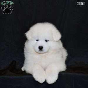 Coconut, Samoyed Puppy
