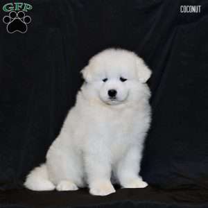 Coconut, Samoyed Puppy