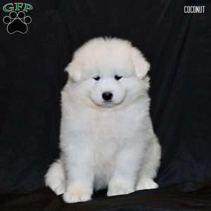 Coconut, Samoyed Puppy