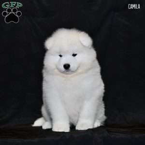 Camila, Samoyed Puppy