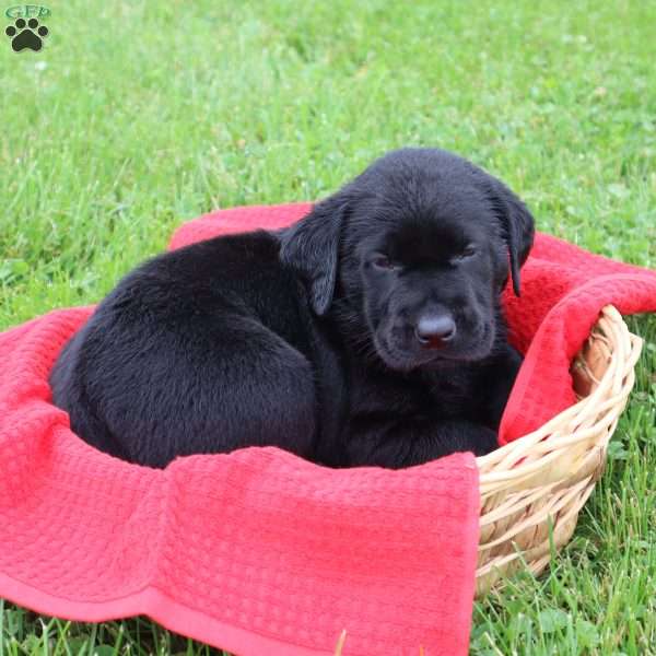 Flynn, Chocolate Labrador Retriever Puppy