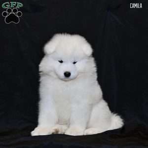 Camila, Samoyed Puppy