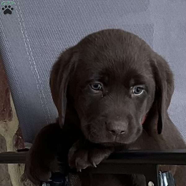 Hershey, Chocolate Labrador Retriever Puppy