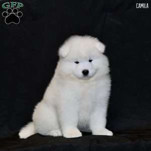 Camila, Samoyed Puppy