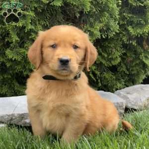 Angel, Golden Retriever Puppy