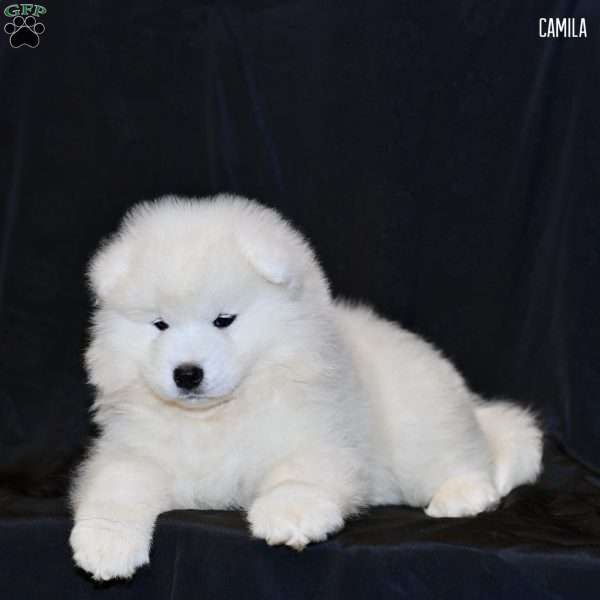 Camila, Samoyed Puppy
