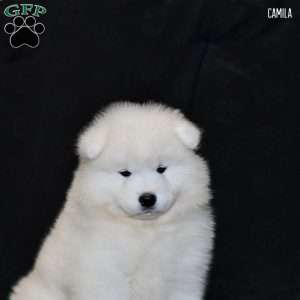 Camila, Samoyed Puppy
