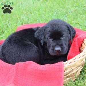 Flynn, Chocolate Labrador Retriever Puppy