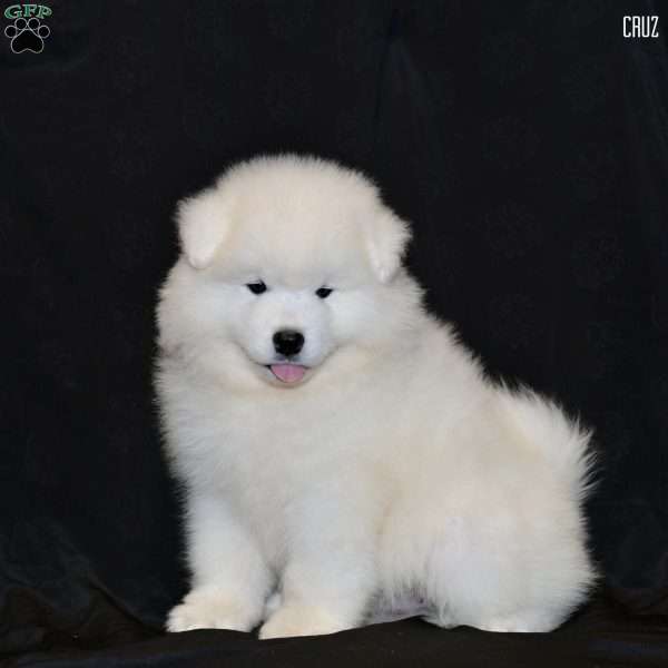 Cruz, Samoyed Puppy