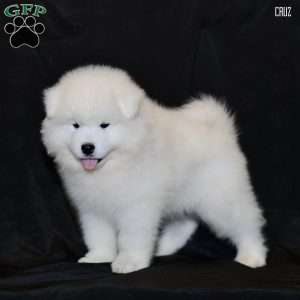 Cruz, Samoyed Puppy