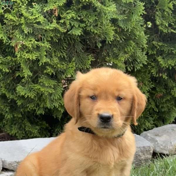 Angel, Golden Retriever Puppy