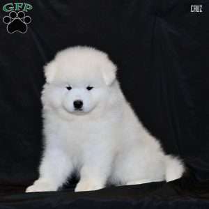 Cruz, Samoyed Puppy
