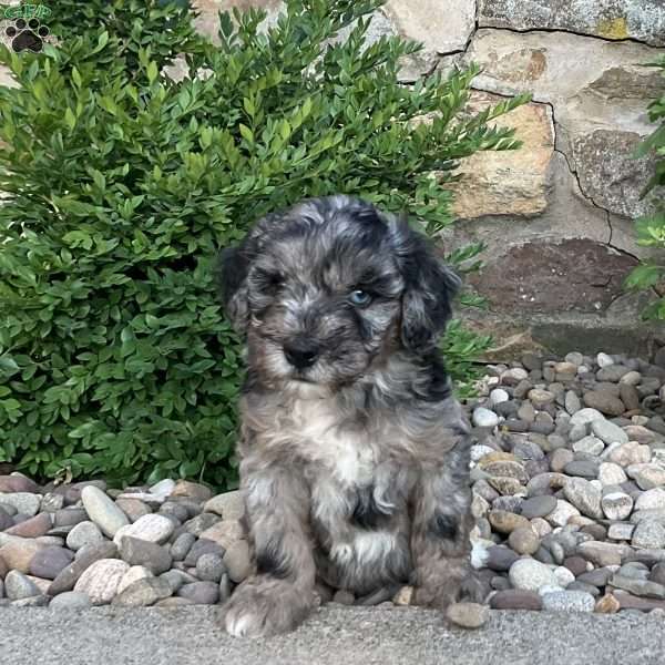 Corabell, Mini Bernedoodle Puppy