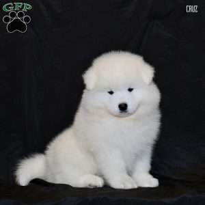 Cruz, Samoyed Puppy