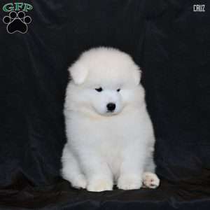 Cruz, Samoyed Puppy