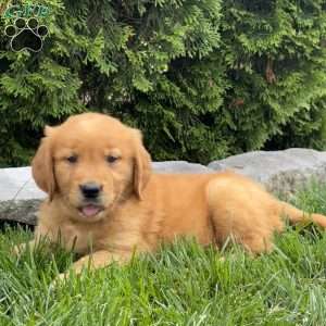 Angel, Golden Retriever Puppy