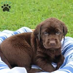 Flint, Chocolate Labrador Retriever Puppy