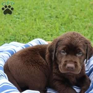 Flint, Chocolate Labrador Retriever Puppy