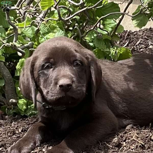 Snickers, Chocolate Labrador Retriever Puppy