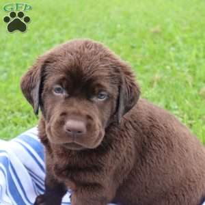 Flint, Chocolate Labrador Retriever Puppy